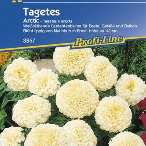 Tagetes erecta Arctic weiß