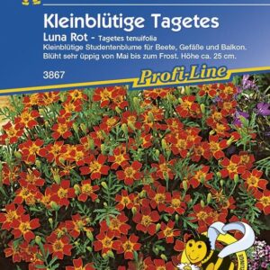 Tagetes tenuifolia Luna Rot