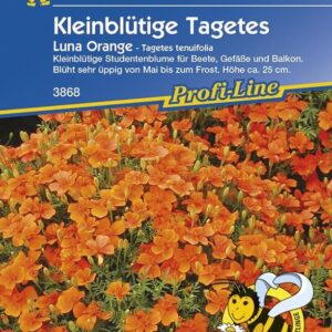 Tagetes tenuifolia Luna Orange