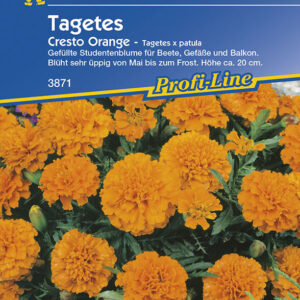 Tagetes patula Cresto Orange