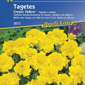 Studentenblume Cresto Yellow | reich blühende gefüllte Tagetes | niedrig und buschig