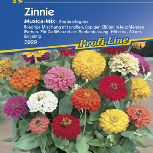 Zinnia elegans Zinnie Musica Mischung