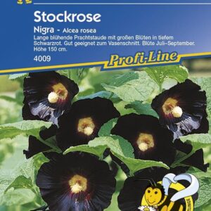 Stockrosen Nigra