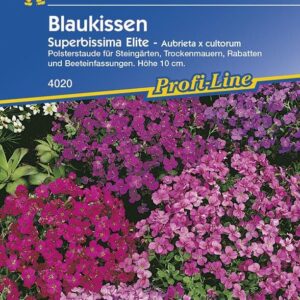 Blaukissen Superbissima Elite | zwei- und mehrjährig | Polsterstaude | Steingärten und Rabatten