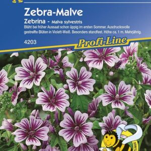 Malve Zebrina