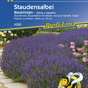 Salvia x superba Blumensalbei Blaukönigin