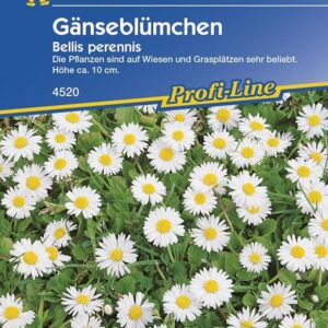 Bellis perennis Wiesengänseblümchen