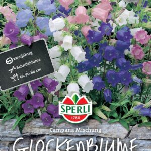 Glockenblumen SPERLING`s Campana Mischung