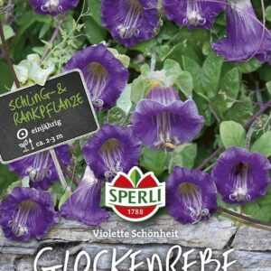 Glockenreben Violette Schönheit