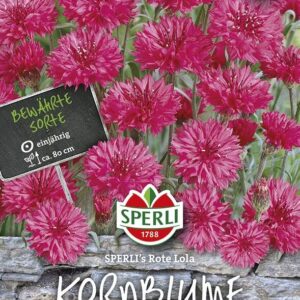 Kornblume SPERLING´s Rote Lola