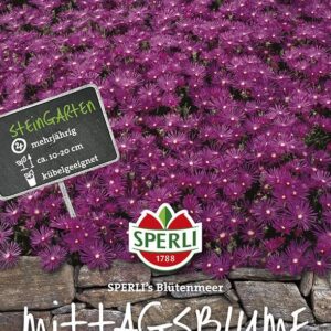 Mittagsblume SPERLING´s Blütenmeer