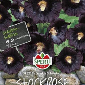 Stockrose Dunkle Schönheit | schnell wachsende Sorte mit ungefüllten Blüten | dunkler Farbton