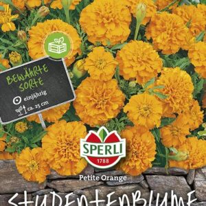 Tagetes Studentenblume Petite Orange