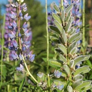 Staudenlupine blau Lupinus perenne mehrjährig 1kg