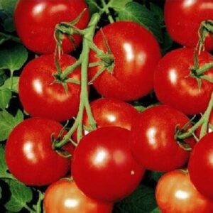 Tomaten Moneymaker 10gr