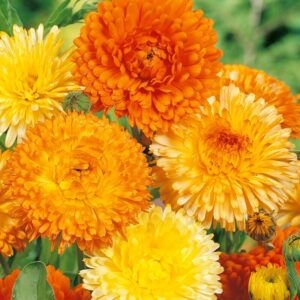 Samenshop24® Ringelblumen Modefarben Mischung Calendula officinalis fl.pl. 1kg