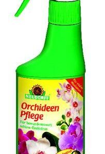 Orchideen Pflege