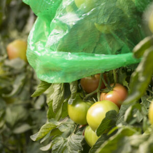 Tomaten Folienhaube mitwachsend